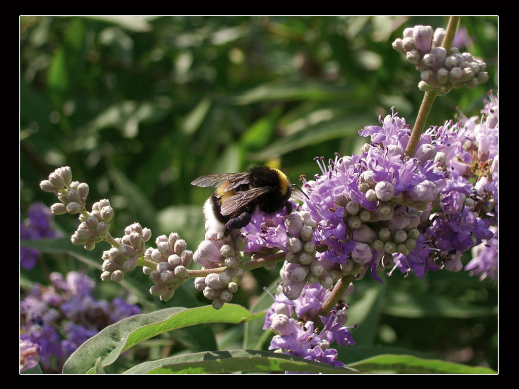 Fonds d'cran Animaux Insectes - Abeilles Gupes ... petite bte !