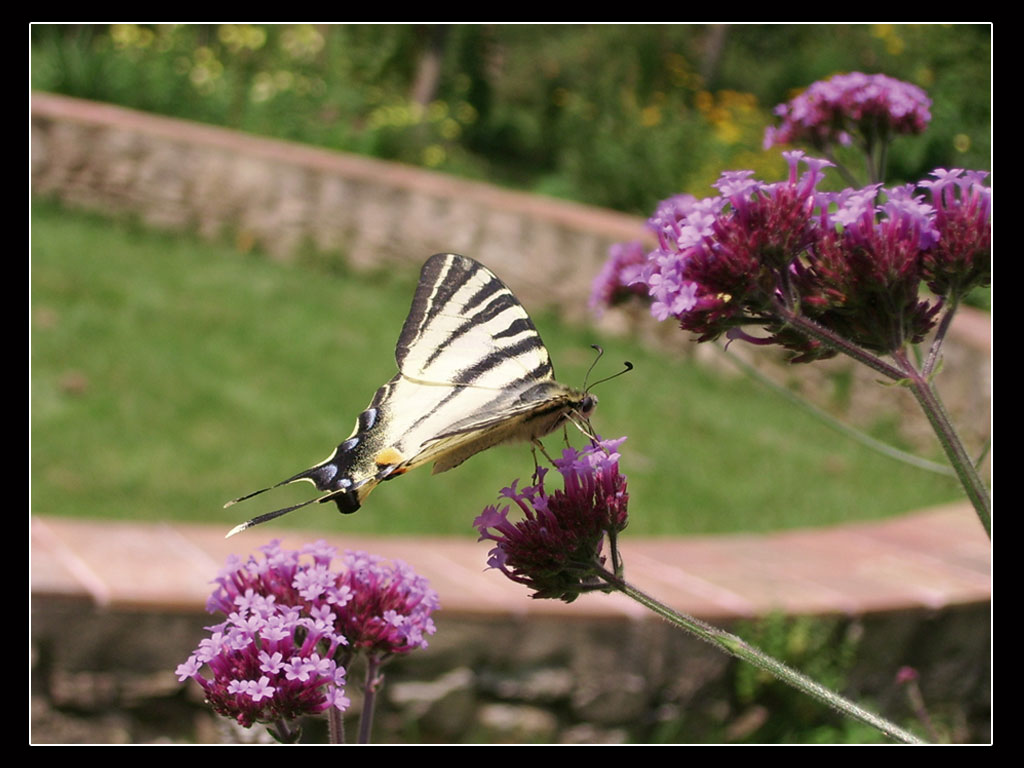 Fonds d'cran Animaux Insectes - Papillons Papillon