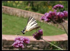 Fonds d'cran Animaux Papillon