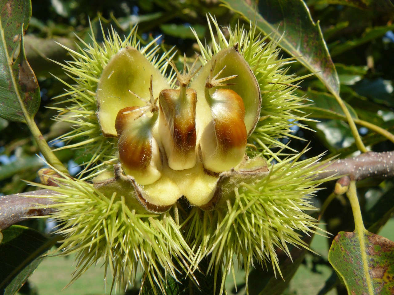 Wallpapers Nature Fruits Noisettes