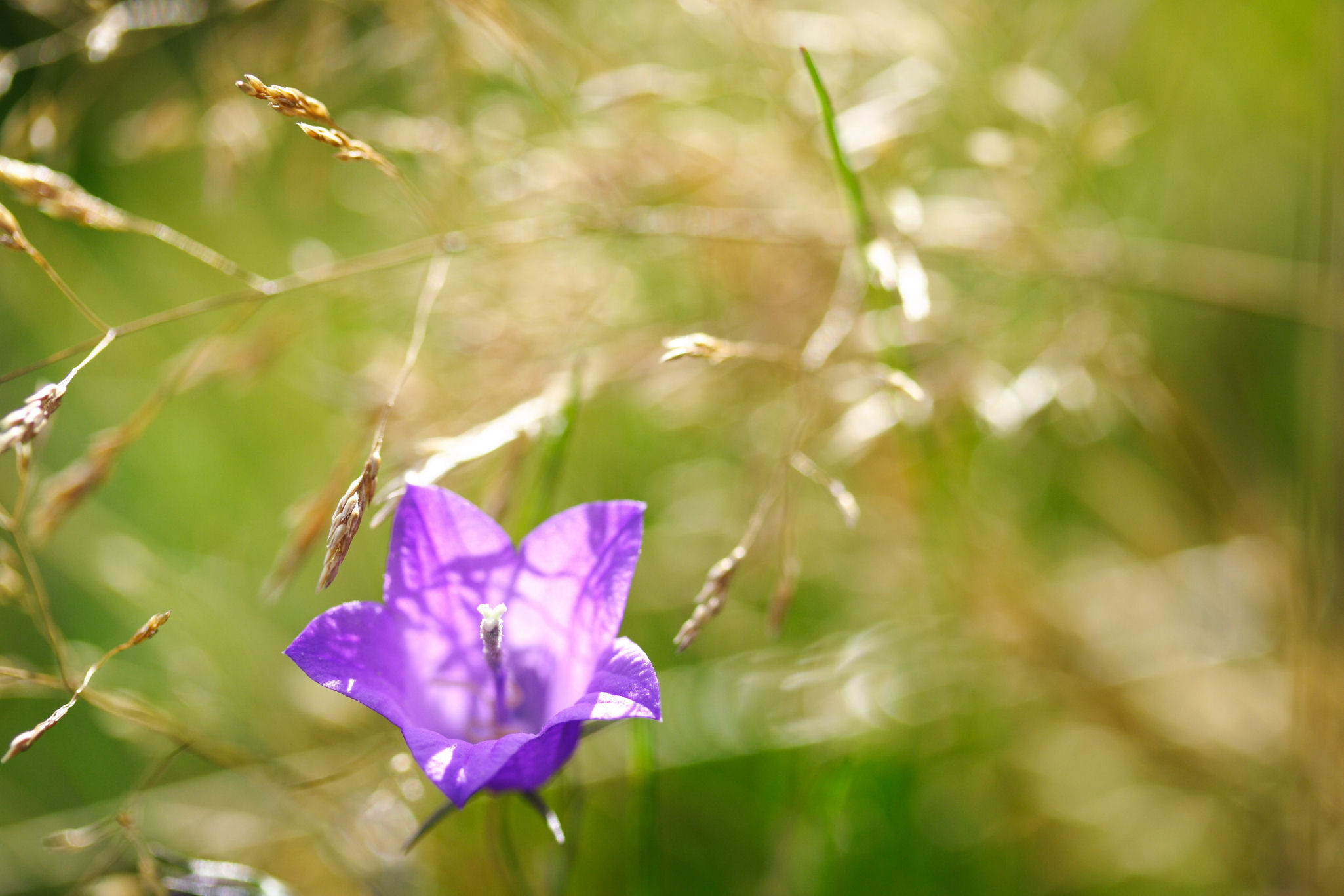 Fonds d'cran Nature Fleurs Herbes dores