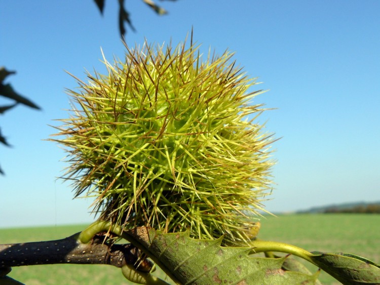 Wallpapers Nature Fruits Noisettier