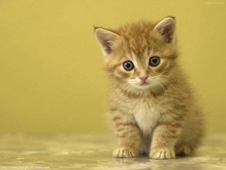 Wallpapers Animals Cats - Kittens Chaton d'or