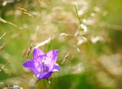 Fonds d'cran Nature Herbes dores