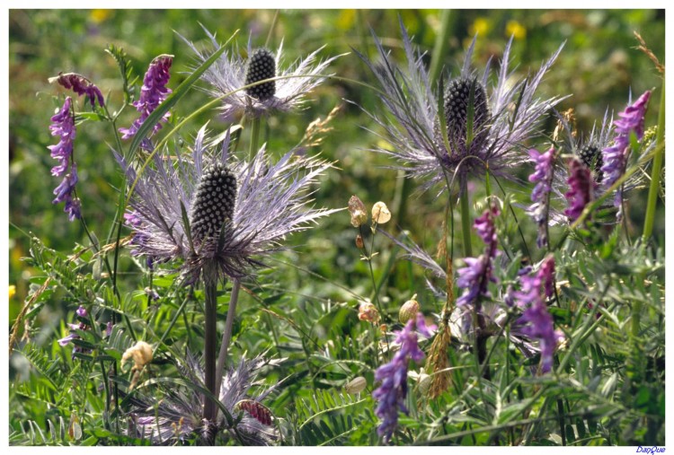 Wallpapers Nature Flowers Chardons bleus