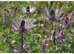 Wallpapers Nature Chardons bleus