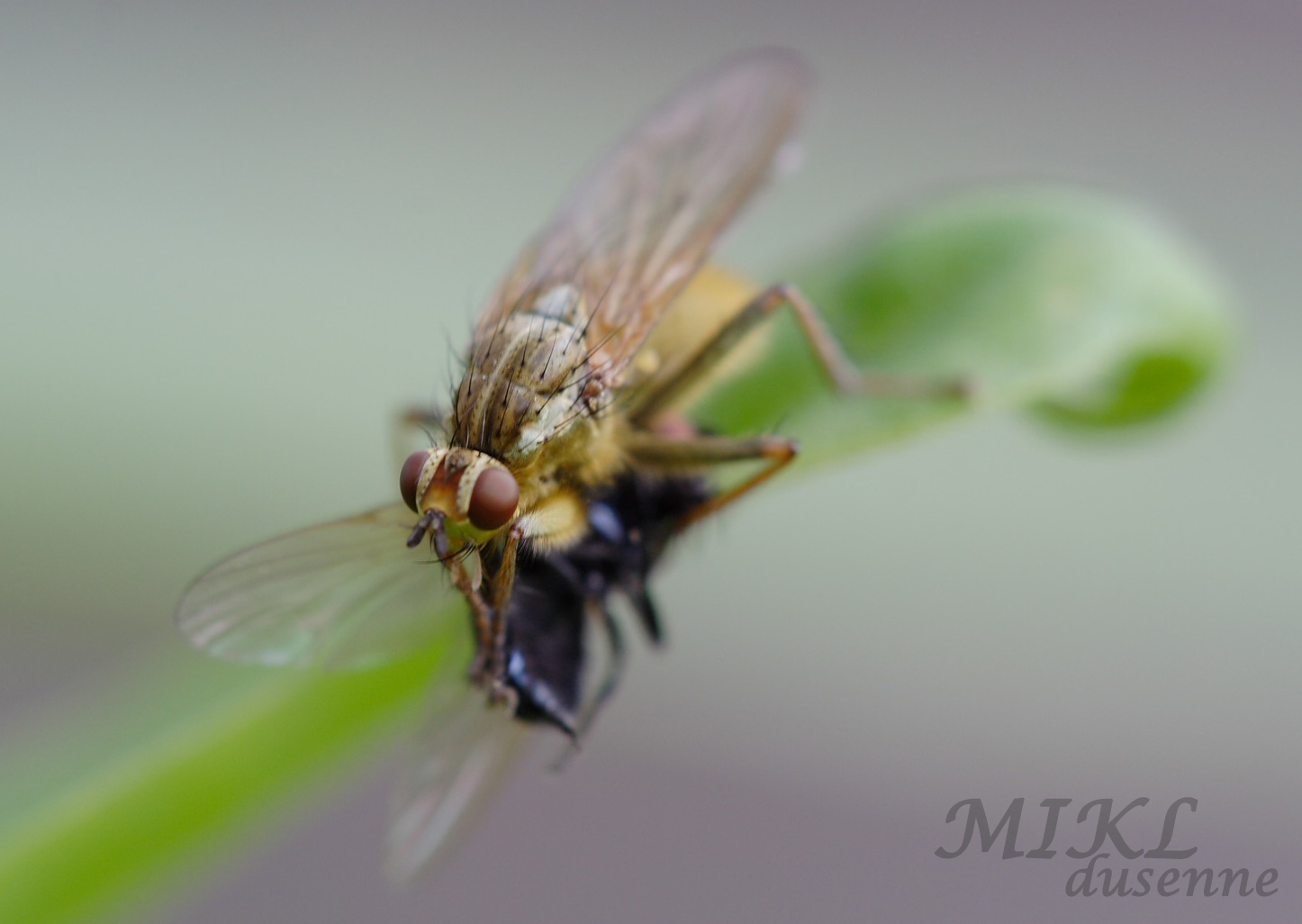 Wallpapers Animals Insects - Flies mouche , bon appetit !