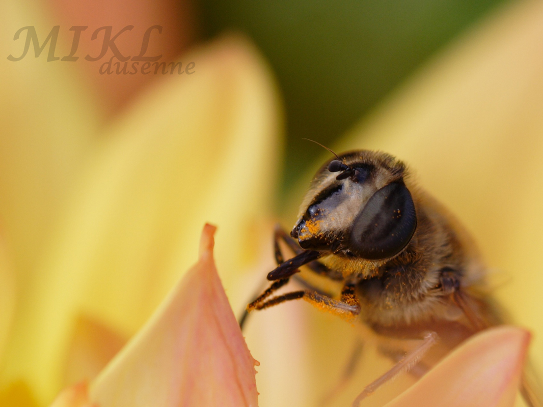 Wallpapers Animals Insects - Flies Pollen