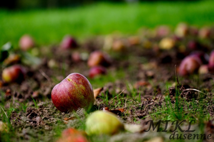 Wallpapers Nature Fruits Pommes