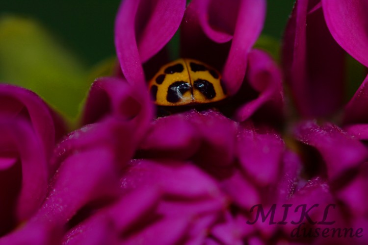 Wallpapers Animals Insects - Ladybugs coccinelle