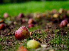 Wallpapers Nature Pommes