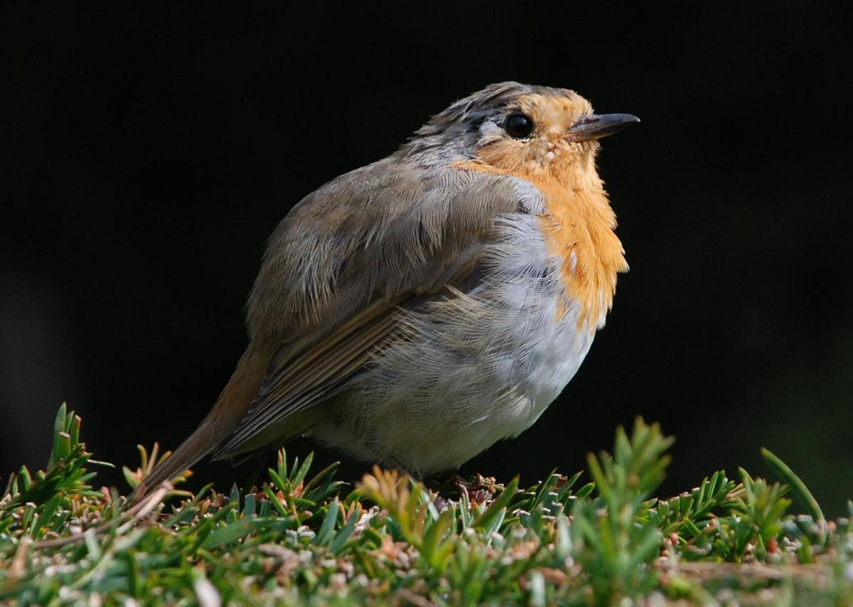 Fonds d'cran Animaux Oiseaux - Rougegorges rougegorge