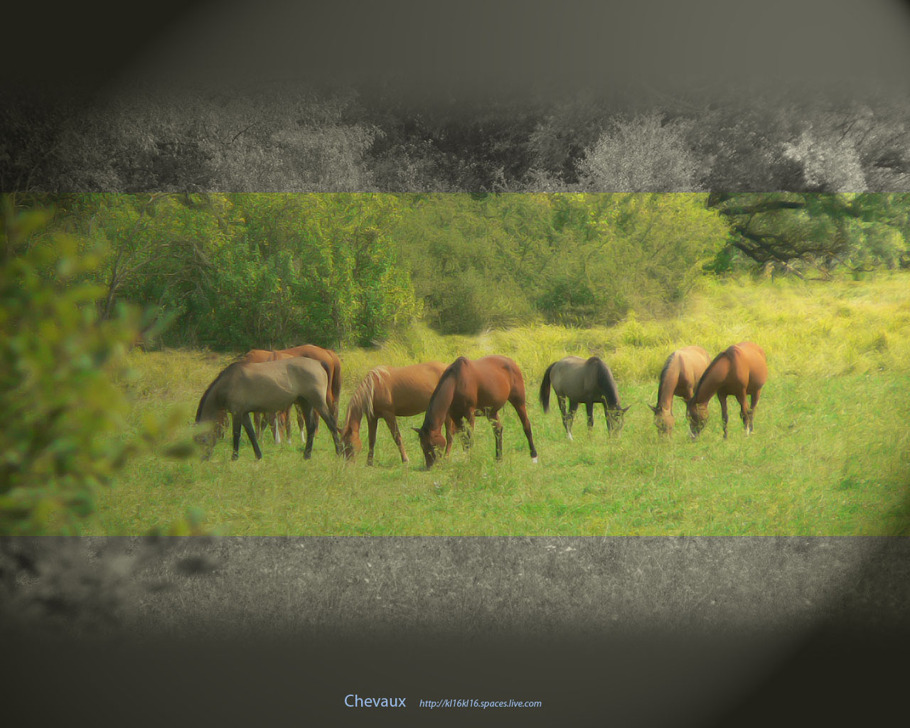 Fonds d'cran Animaux Chevaux Chevaux