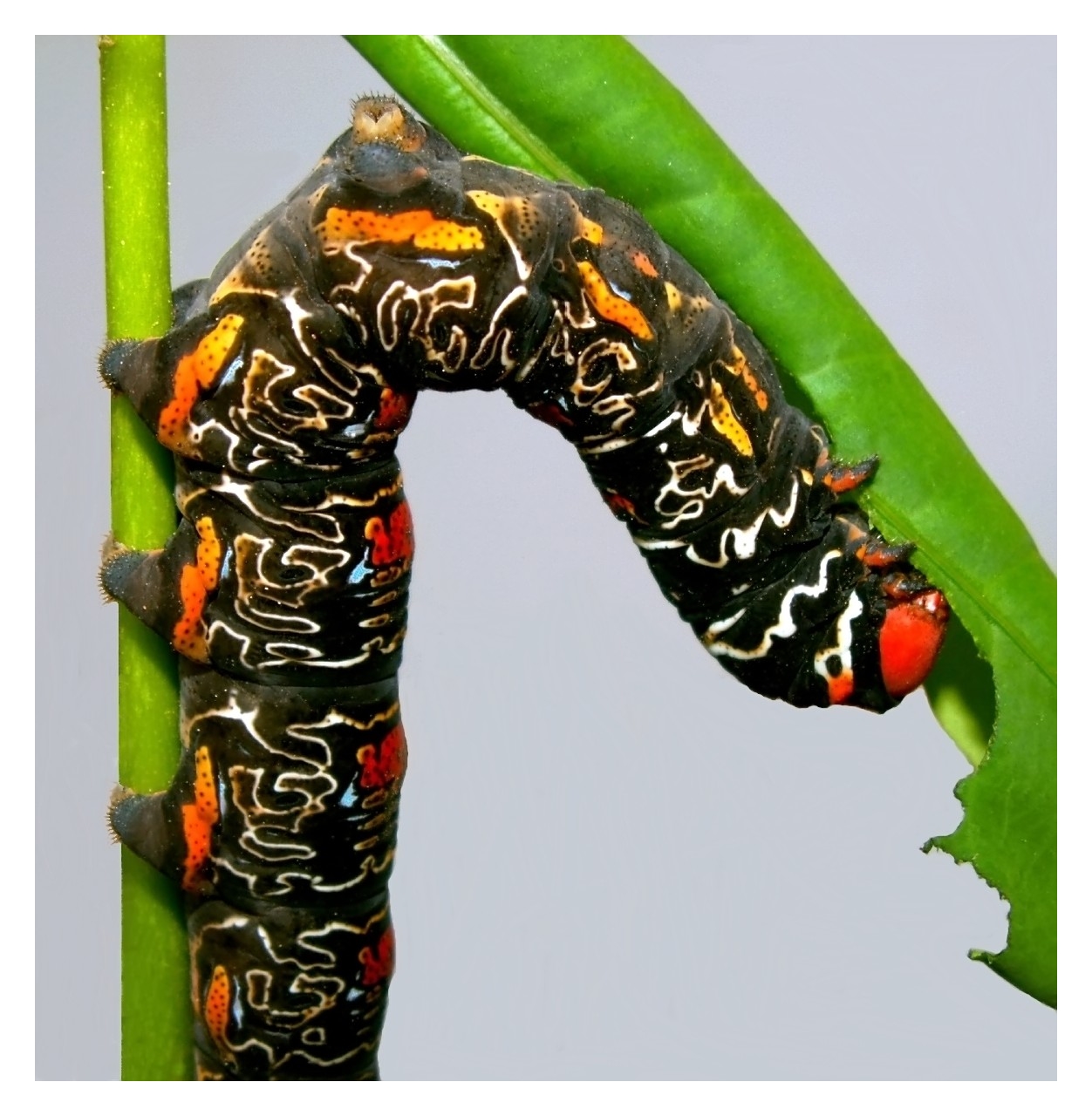 Wallpapers Animals Insects - Caterpillars Contorsions