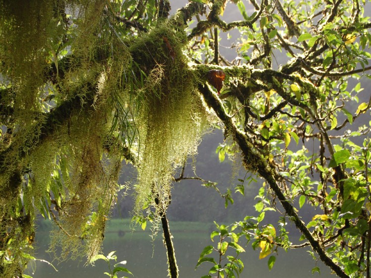 Wallpapers Nature Leaves - Foliage cheveux d'anges