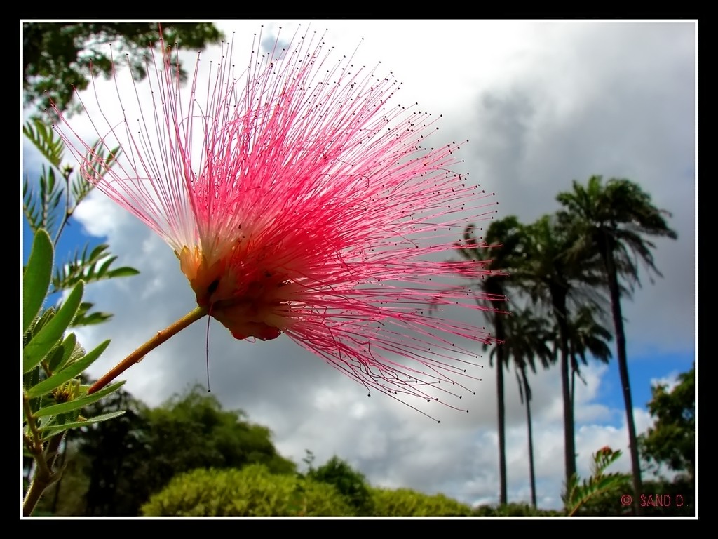 Fonds d'cran Nature Fleurs Sweet Flower