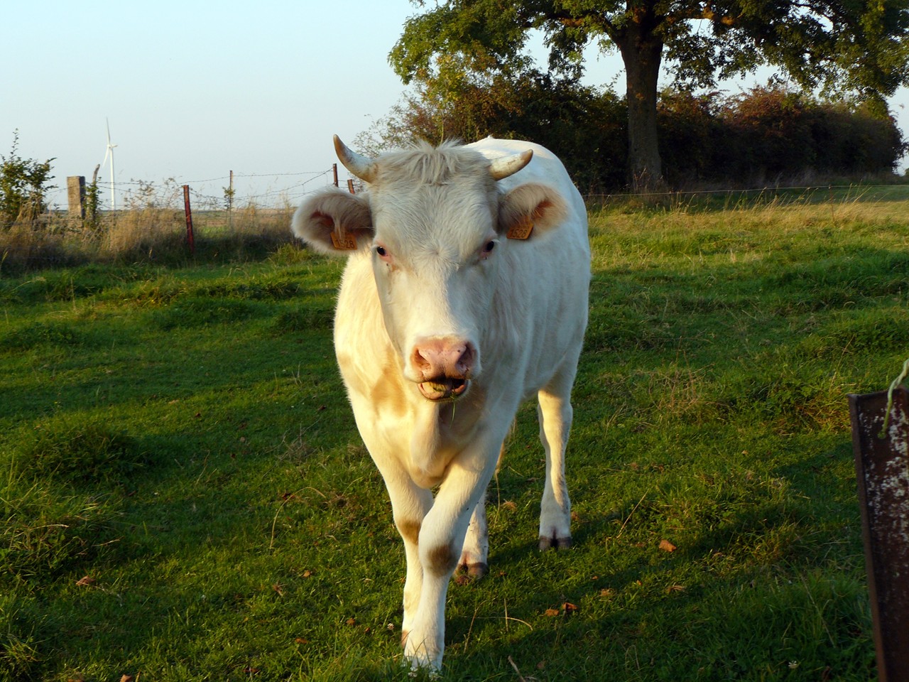 Fonds d'cran Animaux Vaches - Taureaux - Boeufs 