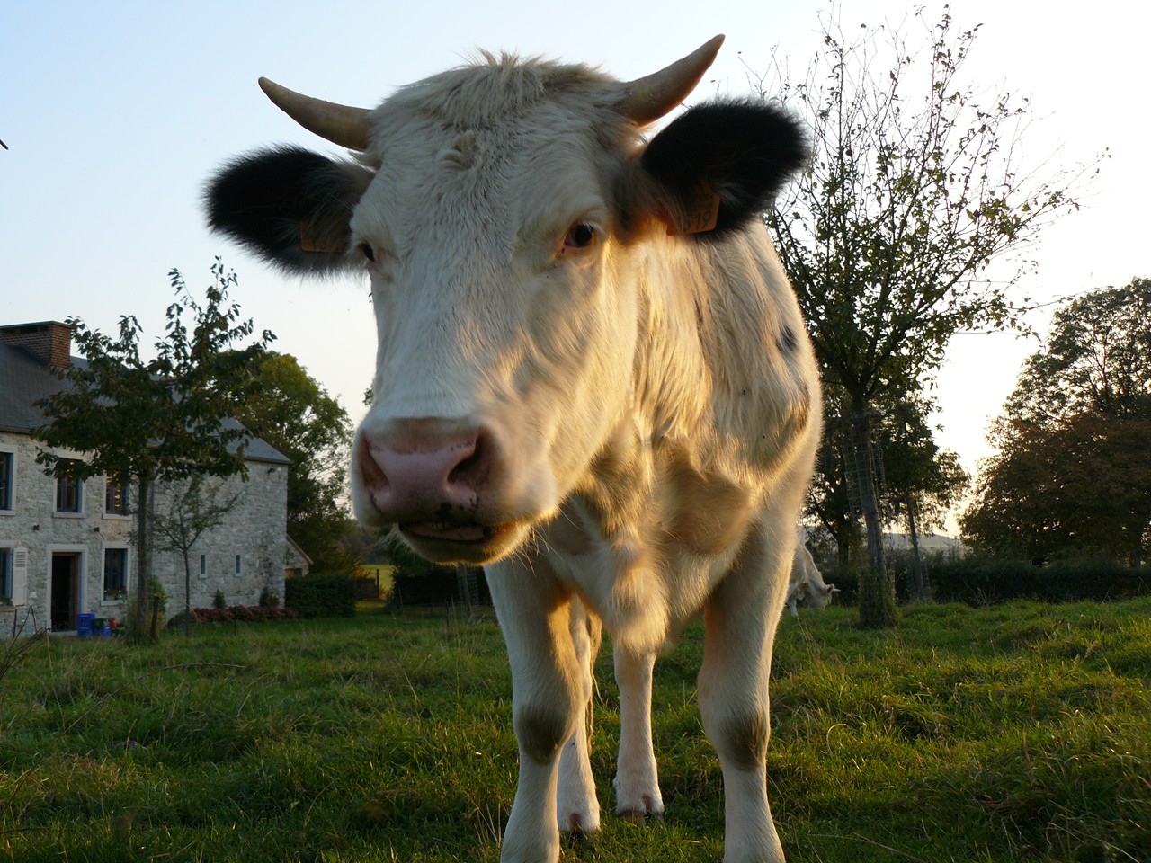 Wallpapers Animals Cows - Bulls - Beef 