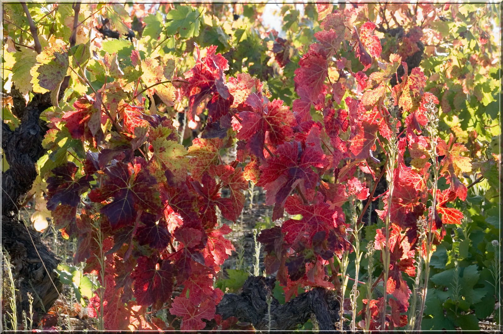 Fonds d'cran Nature Feuilles - Feuillages Couleurs d'automne