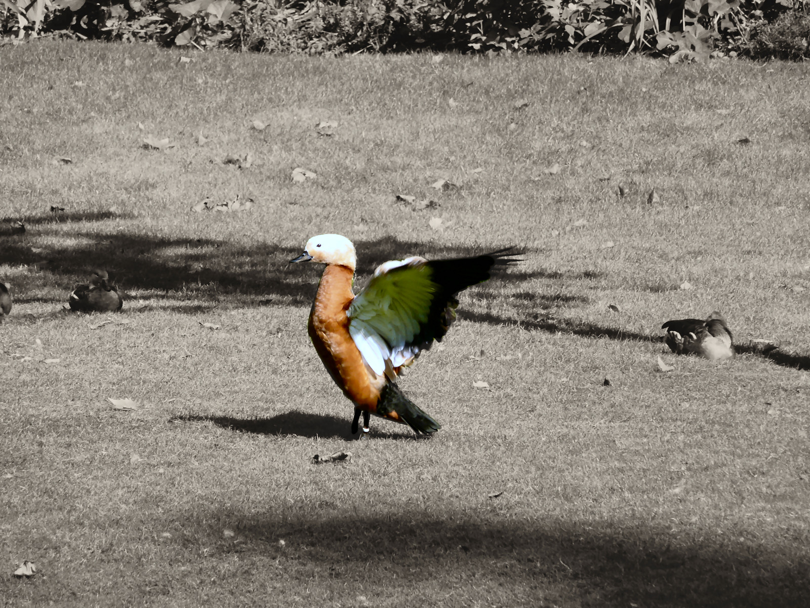 Fonds d'cran Animaux Oiseaux - Canards Etirement au square des batignolles