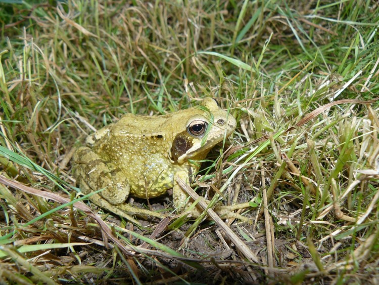 Fonds d'cran Animaux Grenouilles - Crapauds Wallpaper N180081