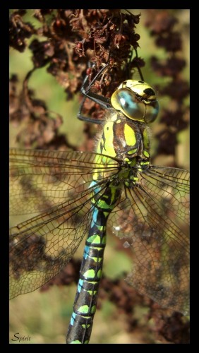 Fonds d'cran Animaux Insectes - Libellules Aeschne