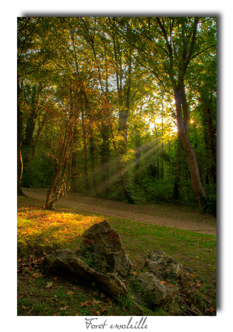 Fonds d'cran Nature Arbres - Forts 