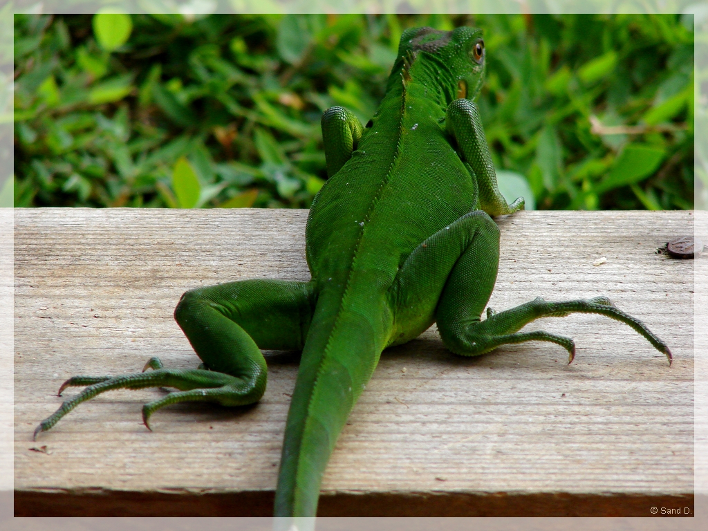 Fonds d'cran Animaux Lzards - Iguanes Lzard 2