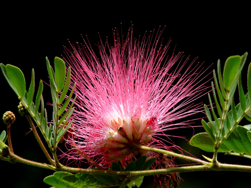 Wallpapers Nature Flowers Arbre de soie (Albizia)