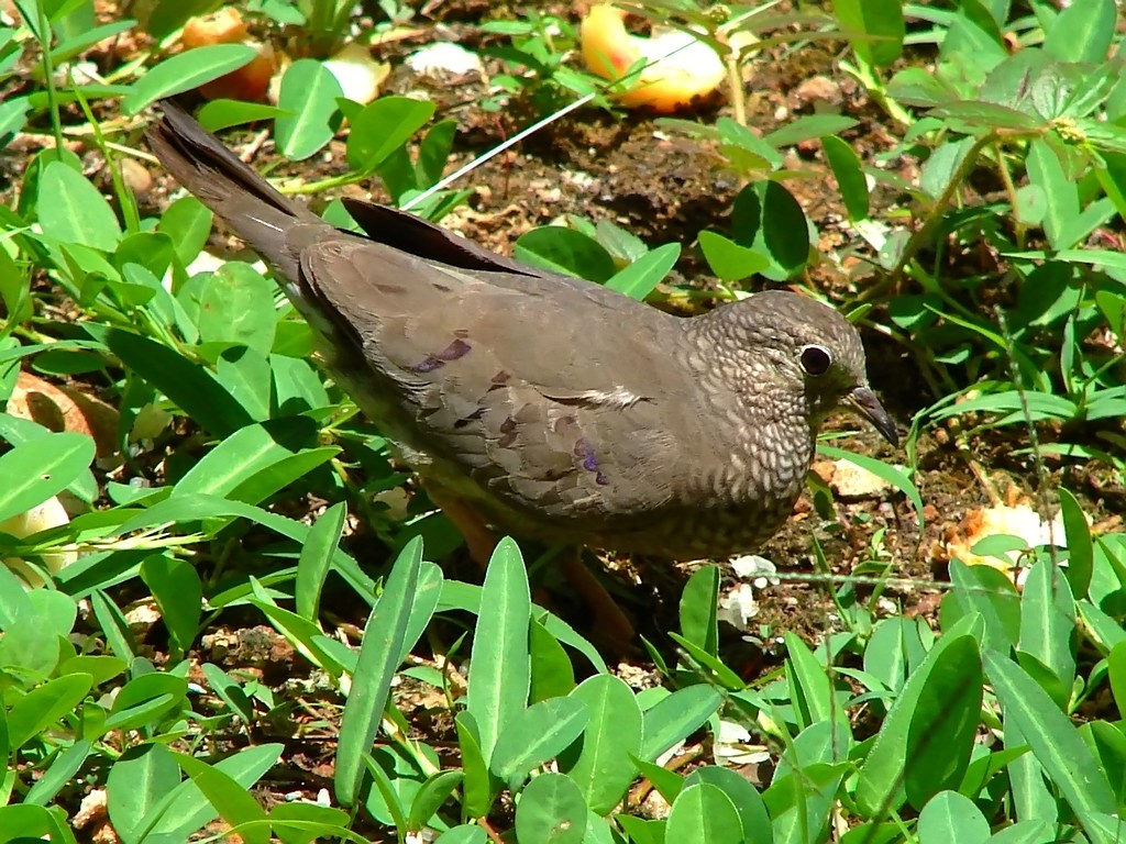 Fonds d'cran Animaux Oiseaux - Divers Passereau Guyanais