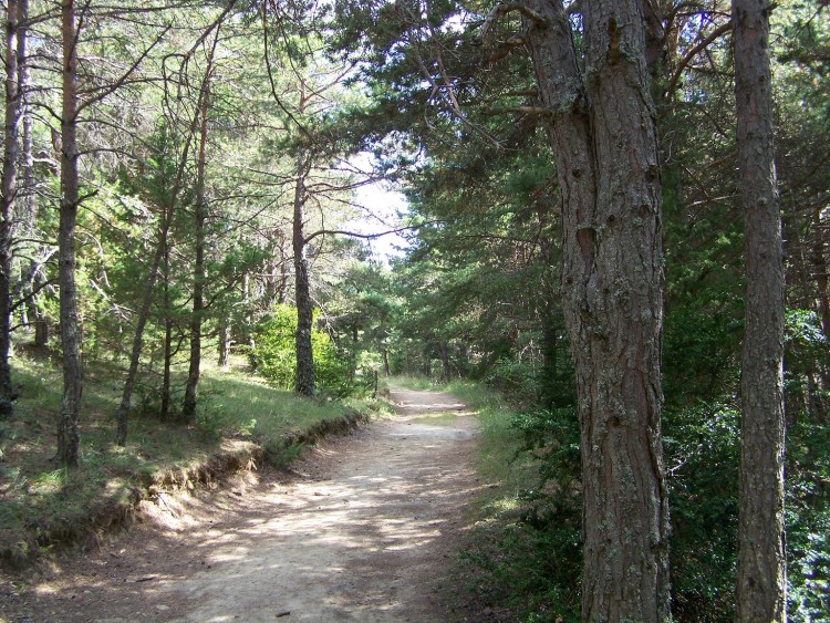 Fonds d'cran Nature Arbres - Forts Chemin prs de Castelane