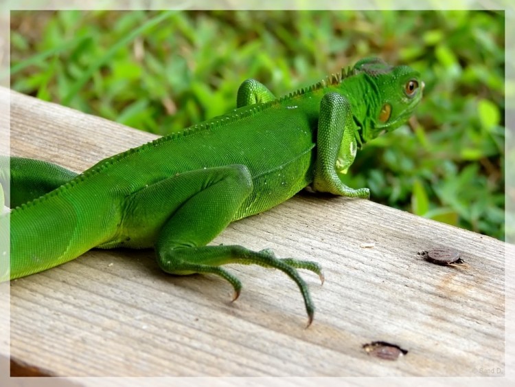 Fonds d'cran Animaux Lzards - Iguanes Lzard 1