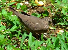 Fonds d'cran Animaux Passereau Guyanais