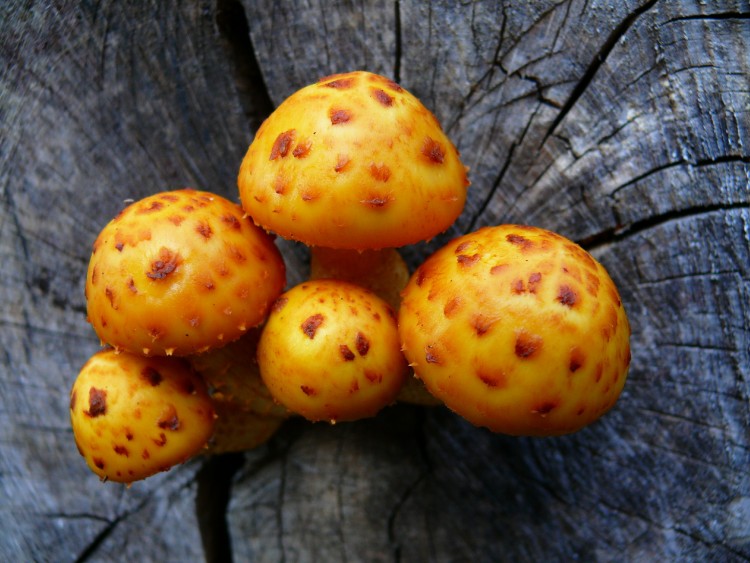 Fonds d'cran Nature Champignons CHAMPIGNONS