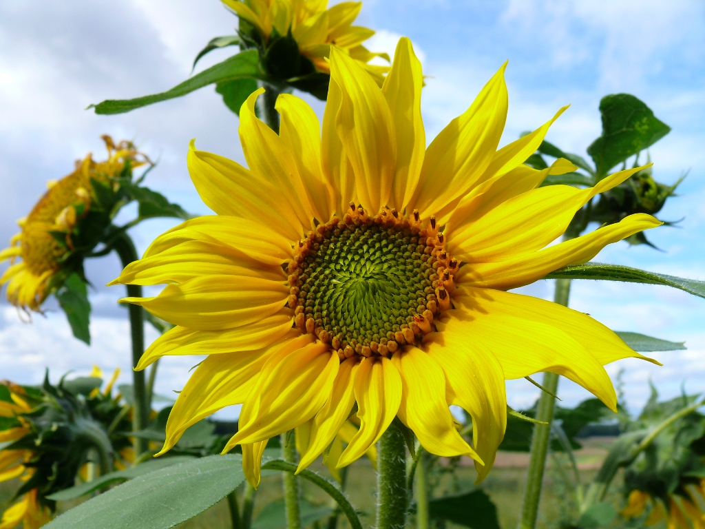 Fonds d'cran Nature Fleurs belle des champs