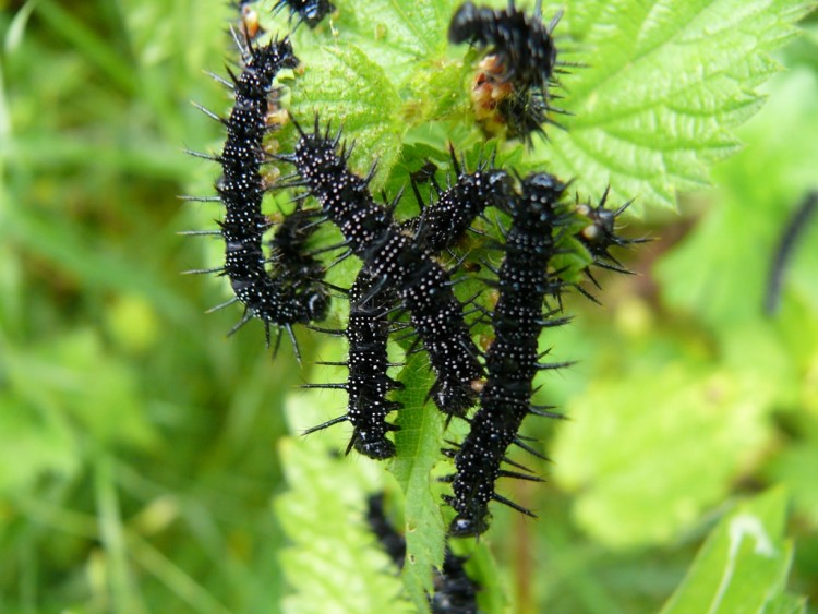 Fonds d'cran Animaux Insectes - Chenilles Wallpaper N180235