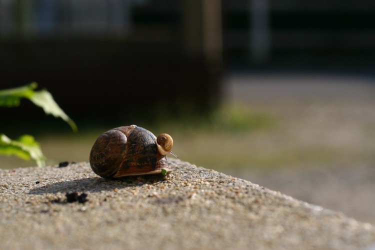 Wallpapers Animals Snails - Slugs Wallpaper N180430