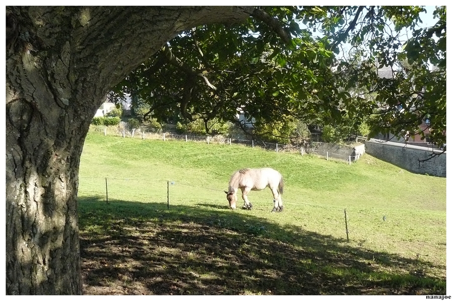 Fonds d'cran Animaux Chevaux Nature