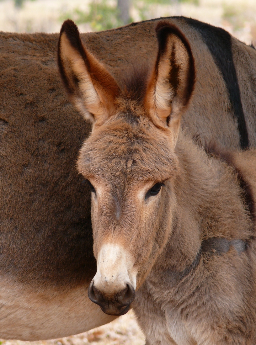 Fonds d'cran Animaux Anes ANON