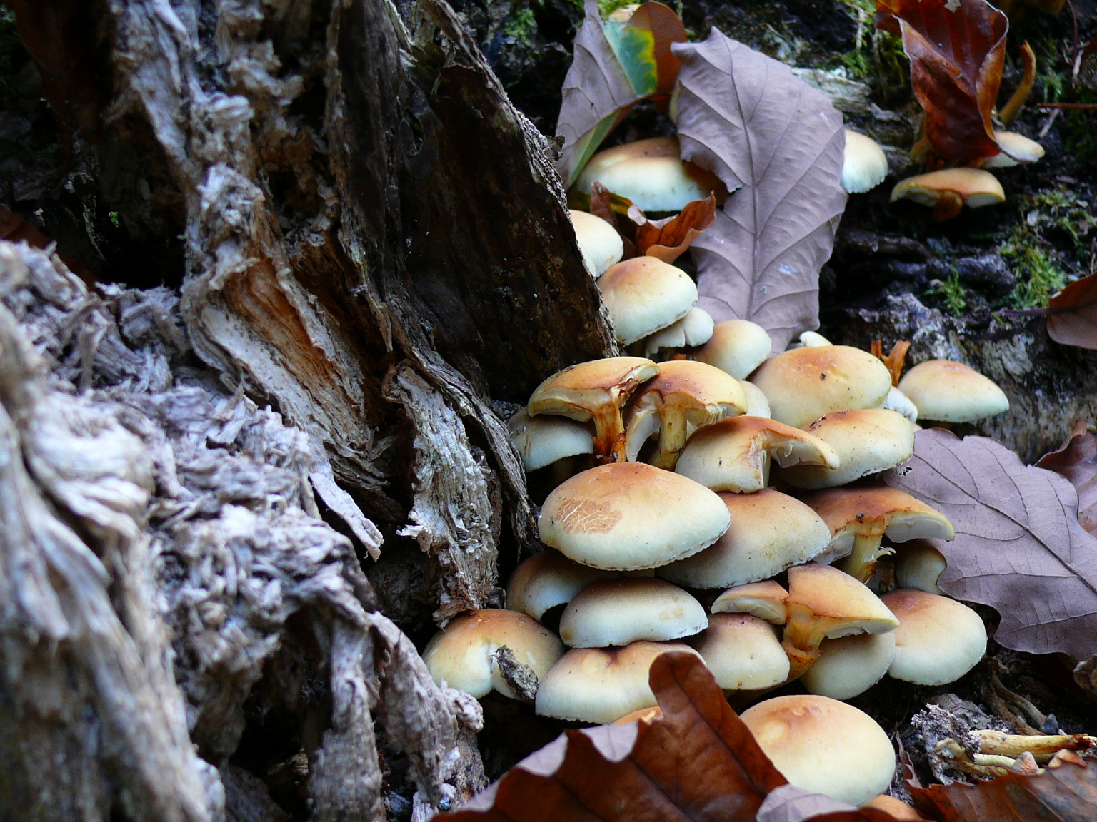 Fonds d'cran Nature Champignons CHAMPIGNONS