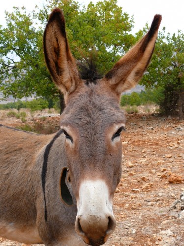 Wallpapers Animals Donkeys JE T'ECOUTE