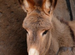 Fonds d'cran Animaux ANON