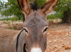 Fonds d'cran Animaux JE T'ECOUTE