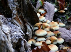 Fonds d'cran Nature CHAMPIGNONS