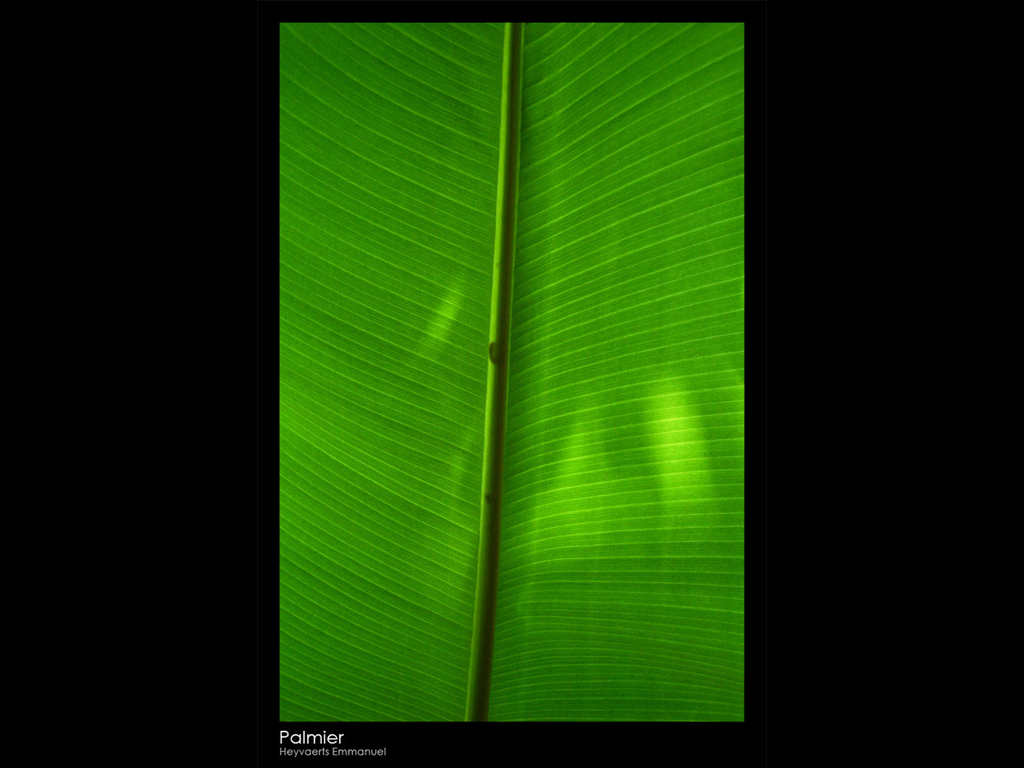 Wallpapers Nature Leaves - Foliage Palmier