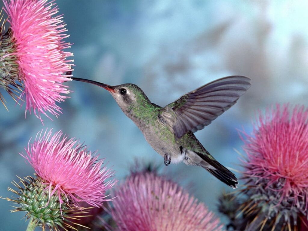 Fonds d'cran Animaux Oiseaux - Colibris Colibri