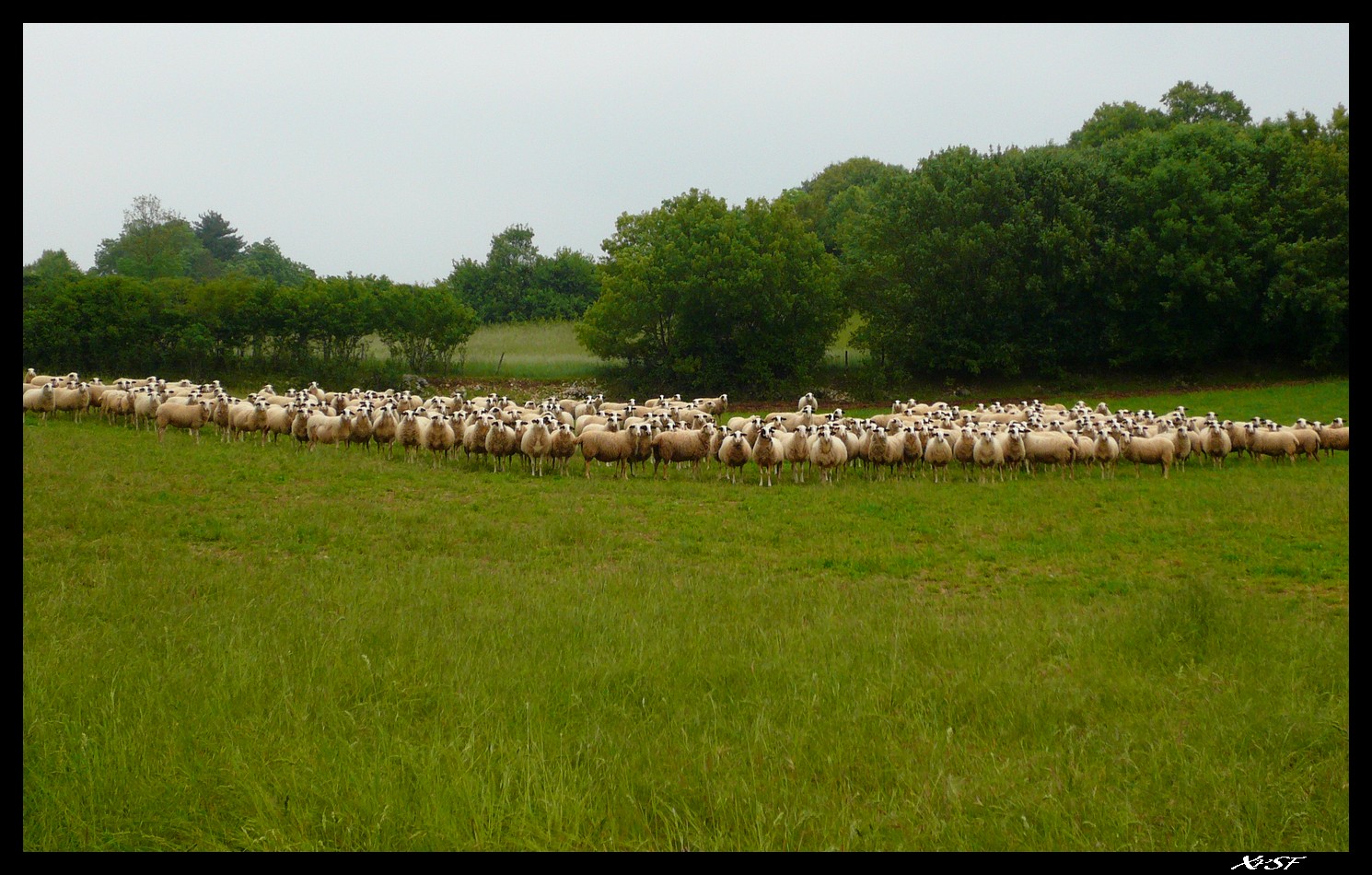 Fonds d'cran Animaux Moutons - Mouflons Mouton du Quercy