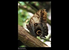 Wallpapers Animals Bird Butterfly