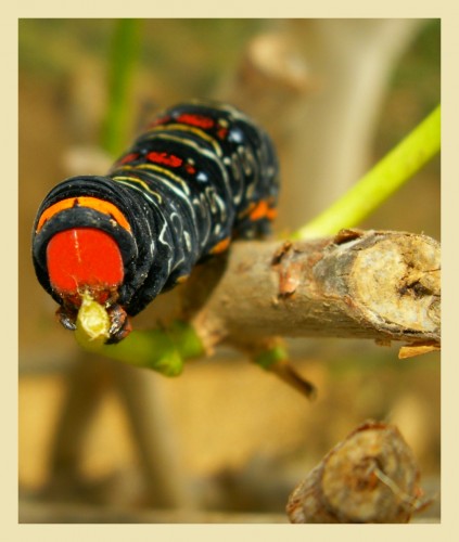 Wallpapers Animals Insects - Caterpillars Chenille