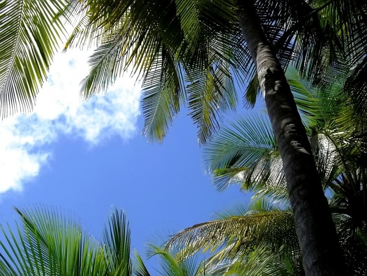 Wallpapers Nature Skies - Clouds Sous les palmiers